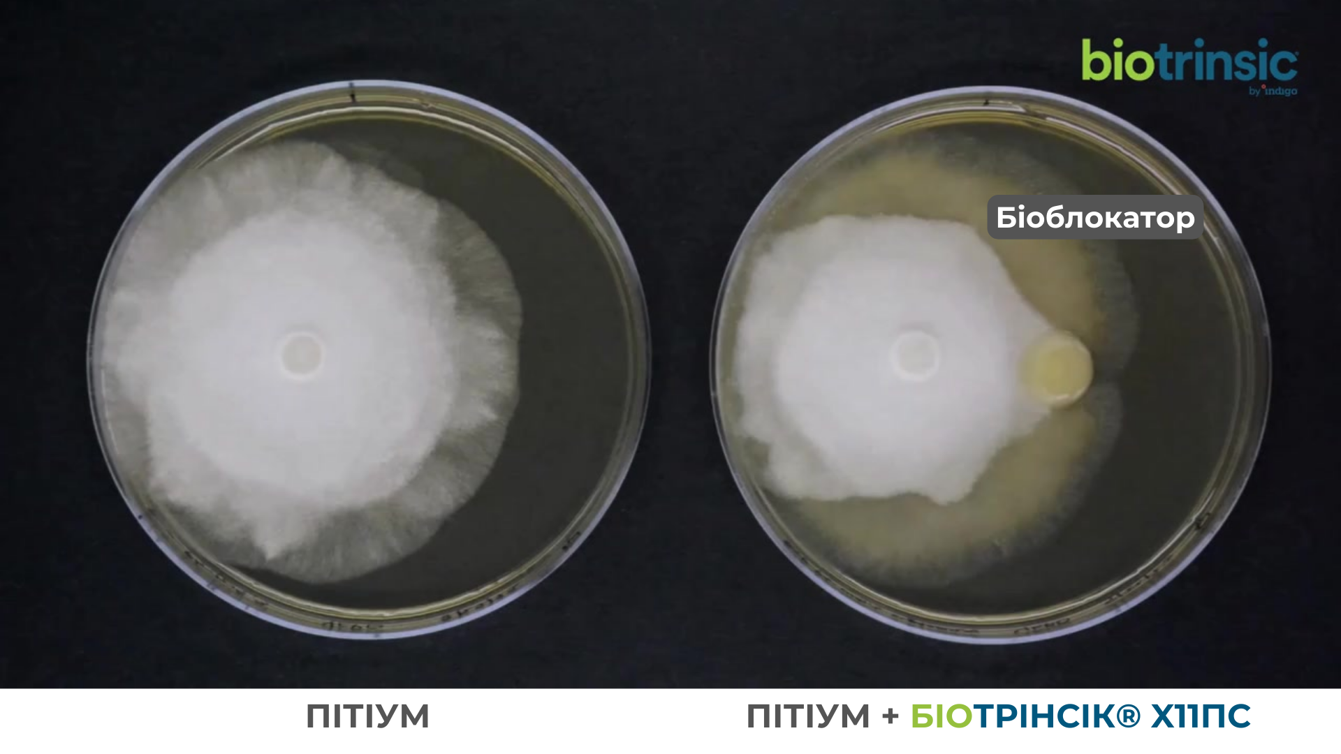 Pythium (1)-1