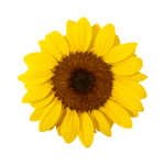 sunflower icon